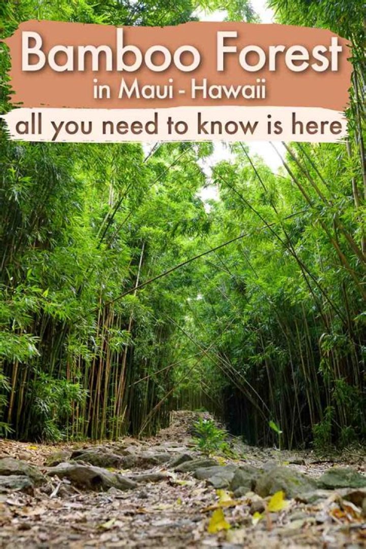 How To Get To Bamboo Forest Maui