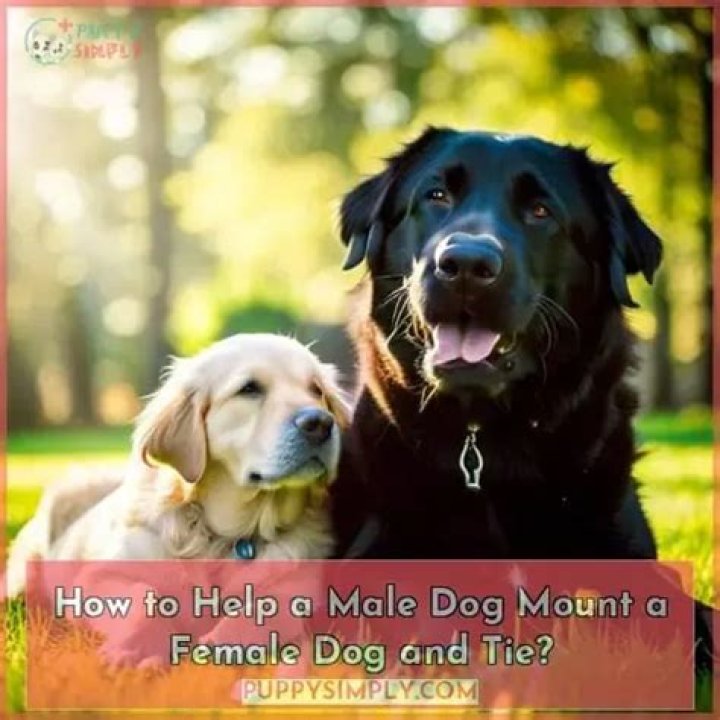 How To Help A Male Dog Mount A Female