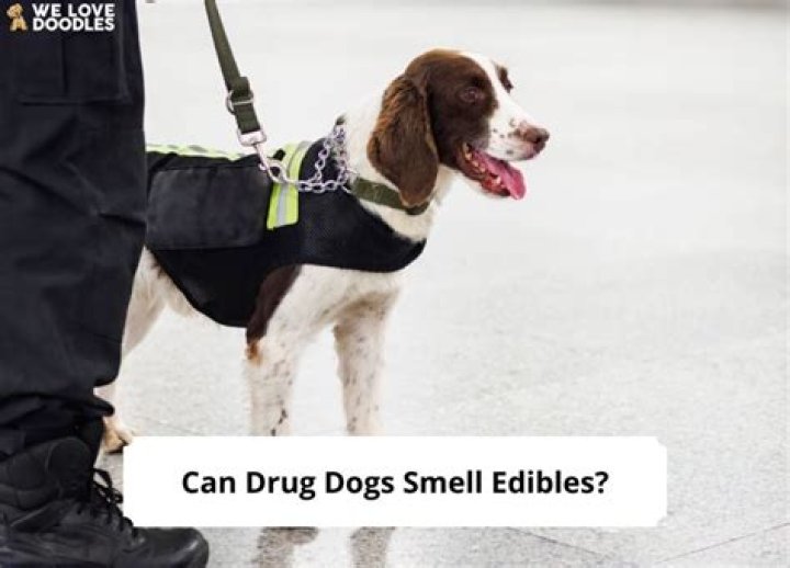 How To Make A Drug Dog Not Smell Weed