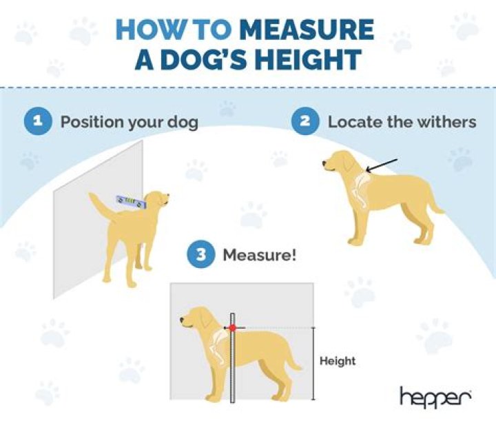 How To Measure A Dog’s Girth