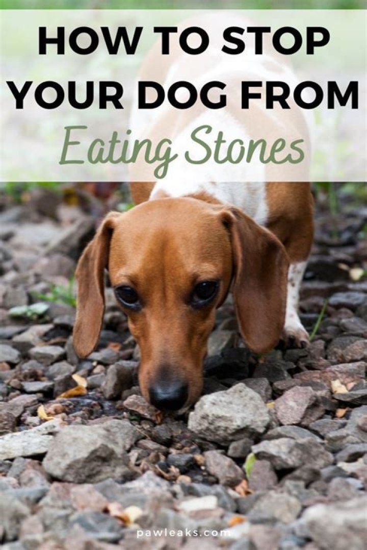 How To Stop A Dog Eating Stones