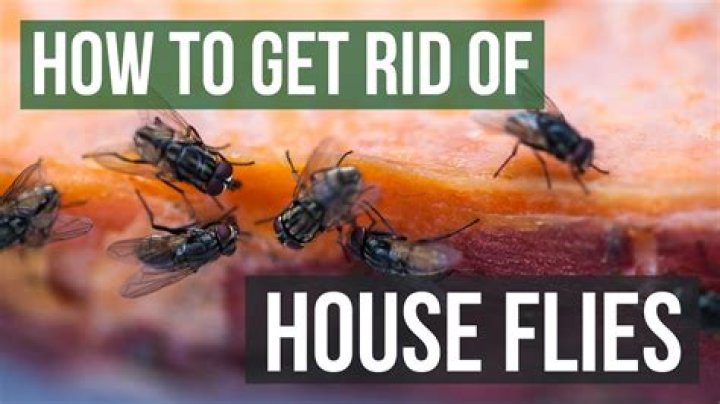 How To Stop Flies From Bothering You