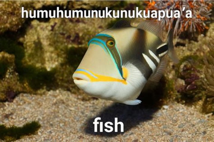Humuhumunukunukuapua A Pronunciation - How To Discuss
