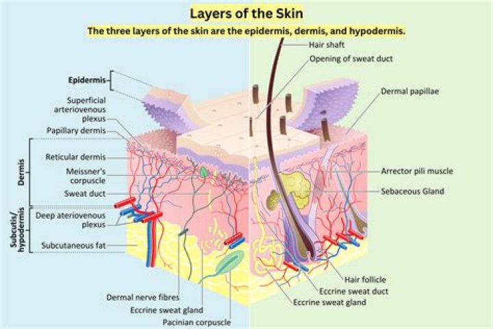 In the skin, what is the function of the papillary layer?