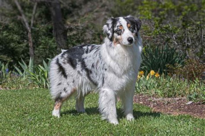 Is An Australian Shepherd A Long Haired Dog