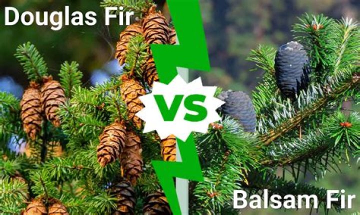 Is Balsam Fir Harmful To Dogs Or Cats