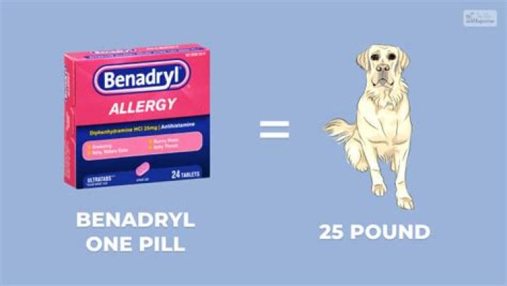 Is Benadryl Okay To Give To Dog After Being Spayed