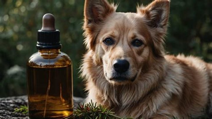 Is Cedar Oil Safe For Dogs