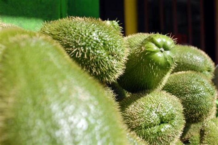 Is Chayote Bad For Dogs