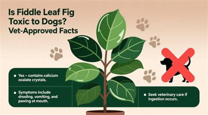 Is Fiddle Leaf Fig Toxic To Dogs
