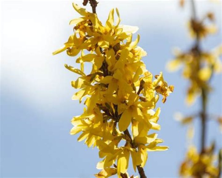 Is Forsythia Safe For Dogs
