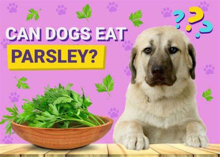Is Italian Parsley Good For Dogs