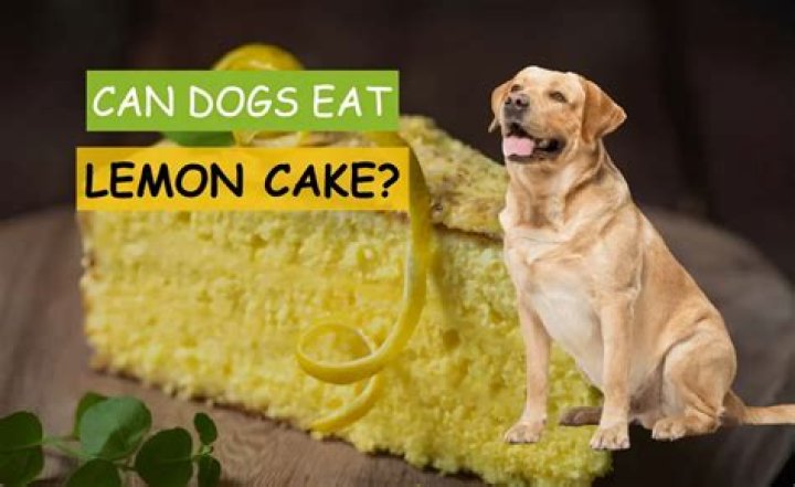 Is Lemon Cake Good For Dogs