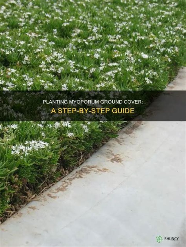 Myoporum ground cover - How To Discuss