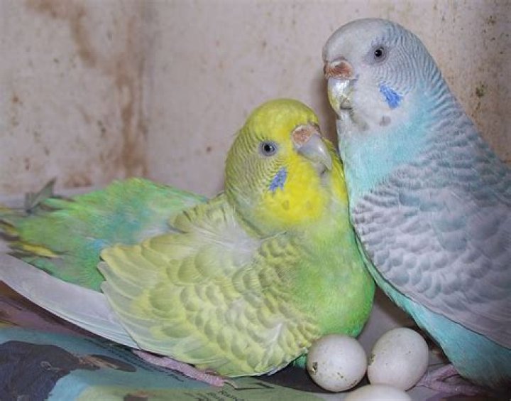 Parakeet Eggs For Sale - How To Discuss