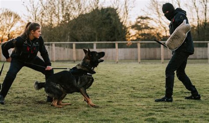 Personal Protection Dogs - How To Discuss