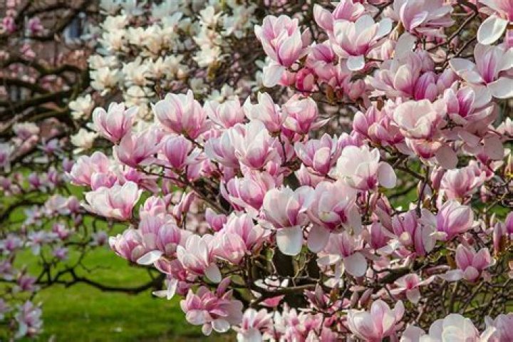 Pink magnolia - How To Discuss
