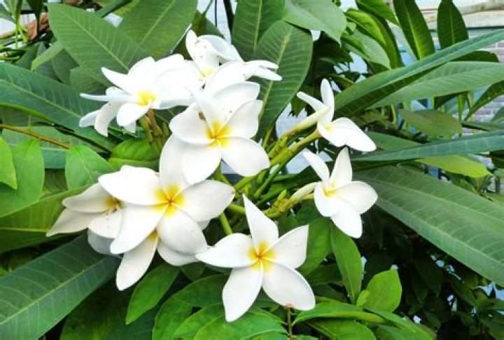 Plumeria tree - How To Discuss