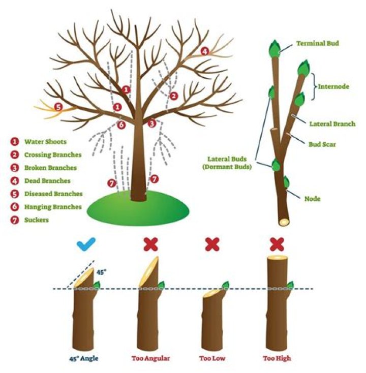 Pruning - How To Discuss