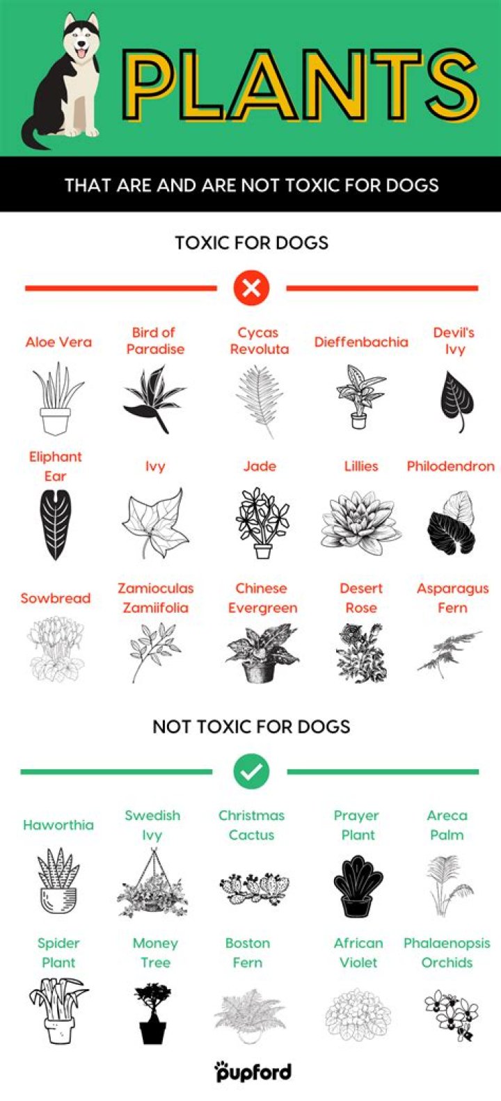 Question: Are Beet Greens Toxic To Dogs