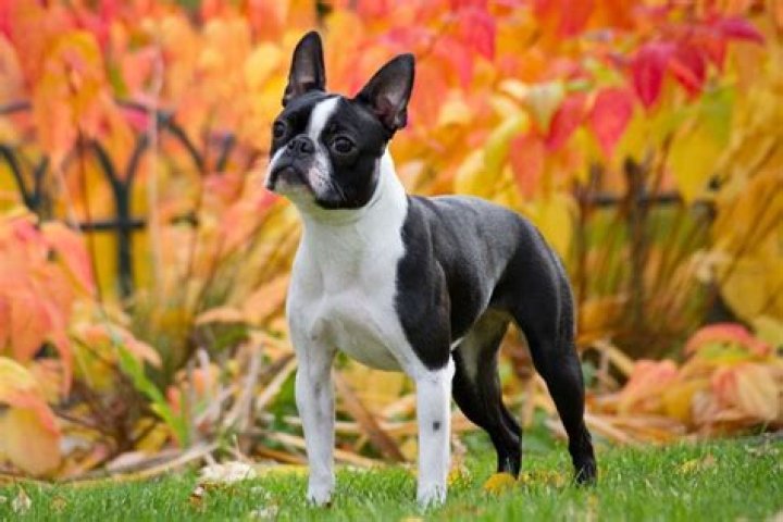 Question: Are Boston Terriers Aggressive With Other Dogs