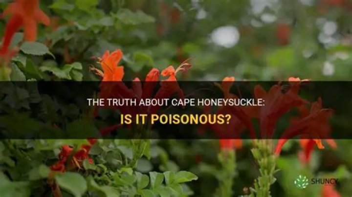 Question: Are Cape Honeysuckle Arizona Poisonous To Dogs