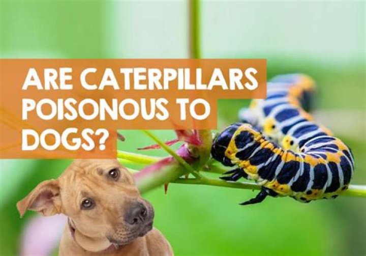Question: Are Caterpillars Poisonous To Dogs Australia
