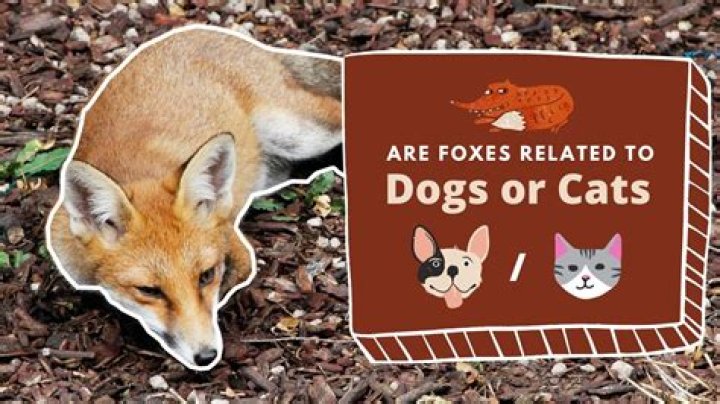 Question: Are Foxes Closely Related To Cats Or Dogs