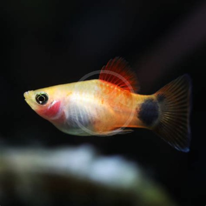 Question: Are Mickey Mouse Platy Fish Natural