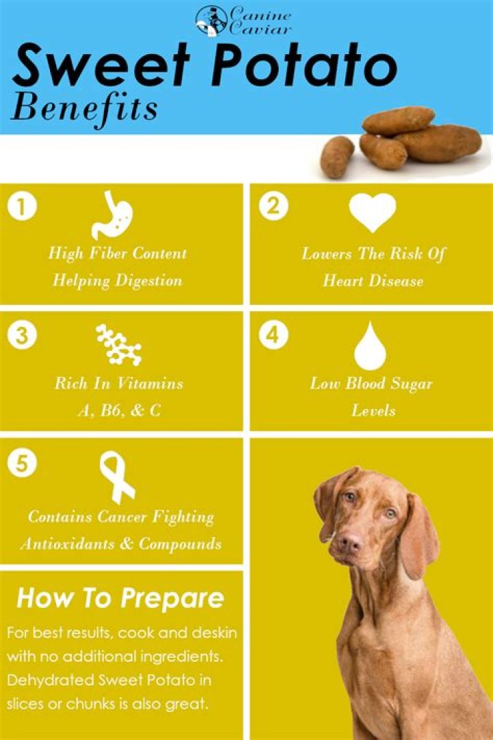 Question: Are Sweet Potatoes Good For Dogs With Liver Disease