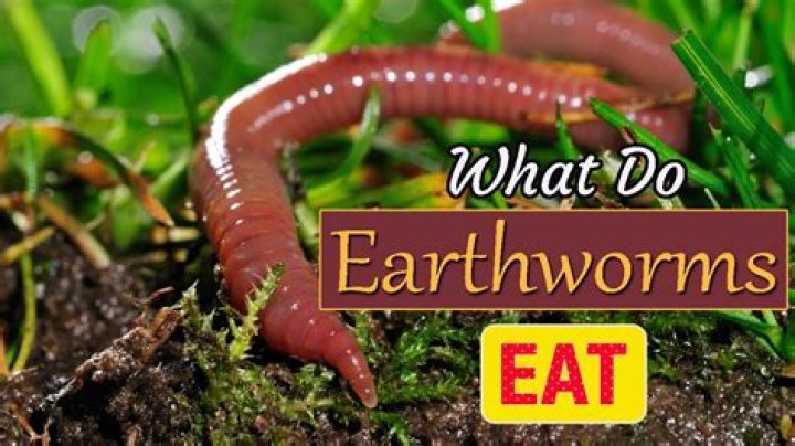 Question: Are There Earthworms In Hot Dogs