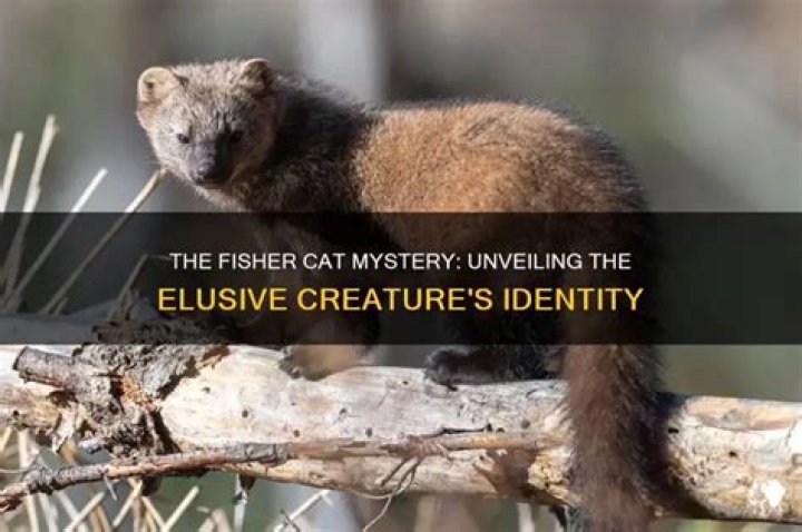 Question: Are There Fisher Cats In Upstate Ny