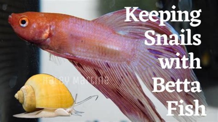 Question: Can Beta Fish Live With A Snail