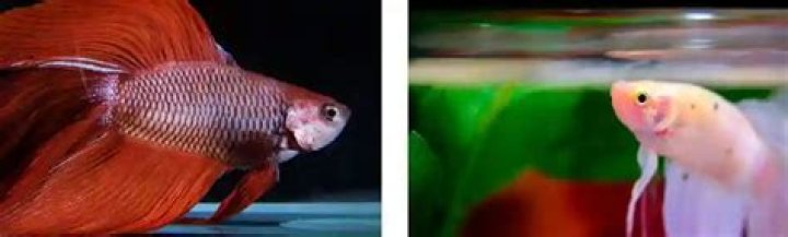 Question: Can Betta Fish Be Depressed