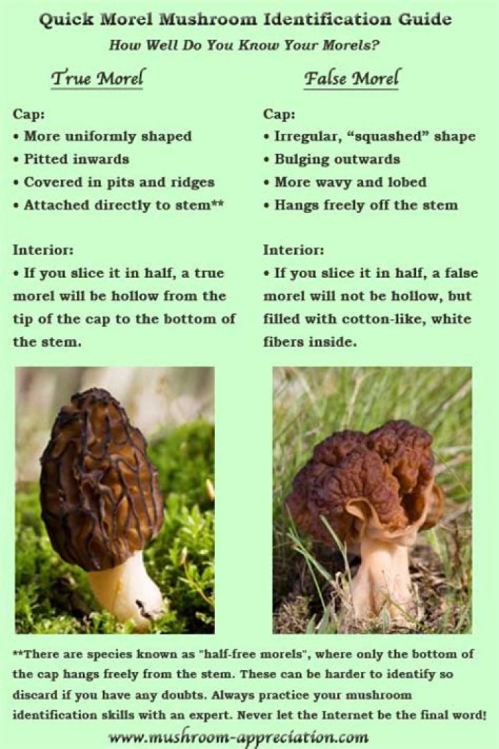 Question: Can Dogs Eat Morel Mushrooms