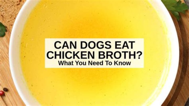 Question: Can Dogs Eat Pollock