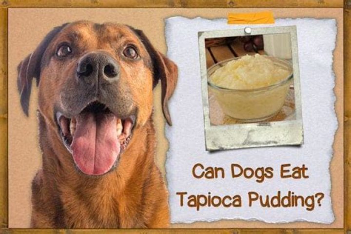 Question: Can Dogs Eat Tapioca Pudding