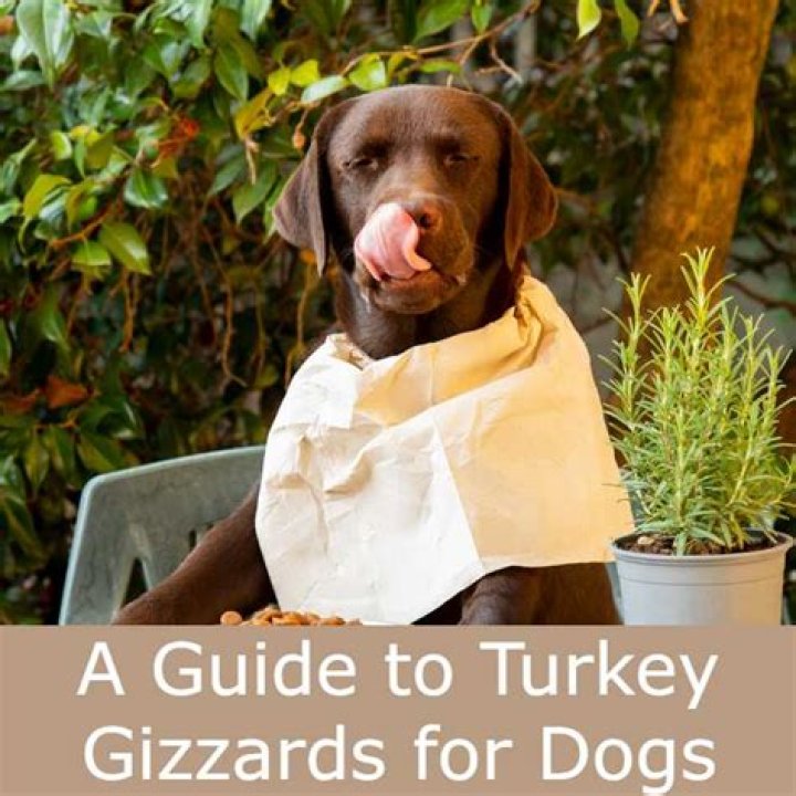 Question: Can Dogs Eat Turkey Gizzards