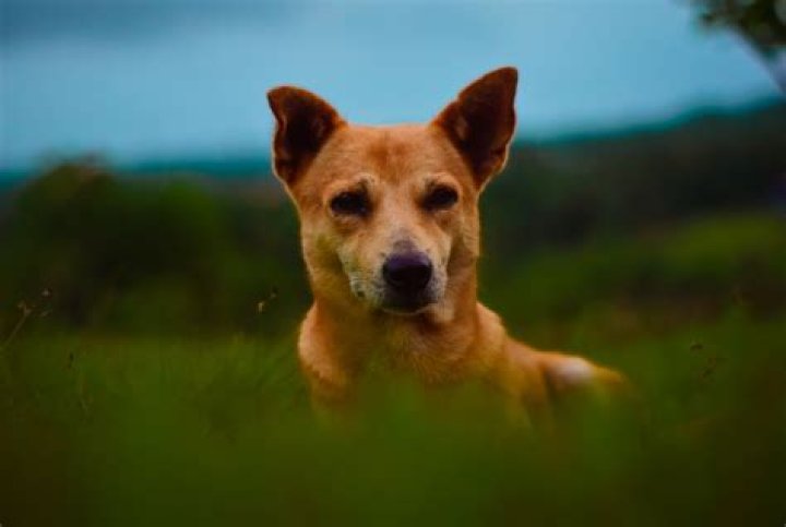 Question: Can Dogs Make Themselves Throw Up For Attention