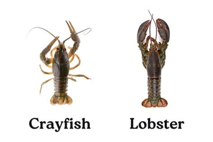 Question: Can Fish Tell The Difference Between Lobster And Crawfish