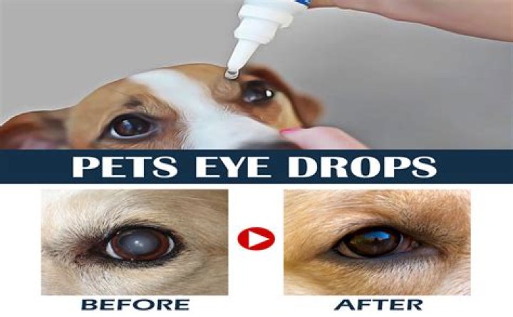 Question: Can I Use Blink Eye Drops On My Dog