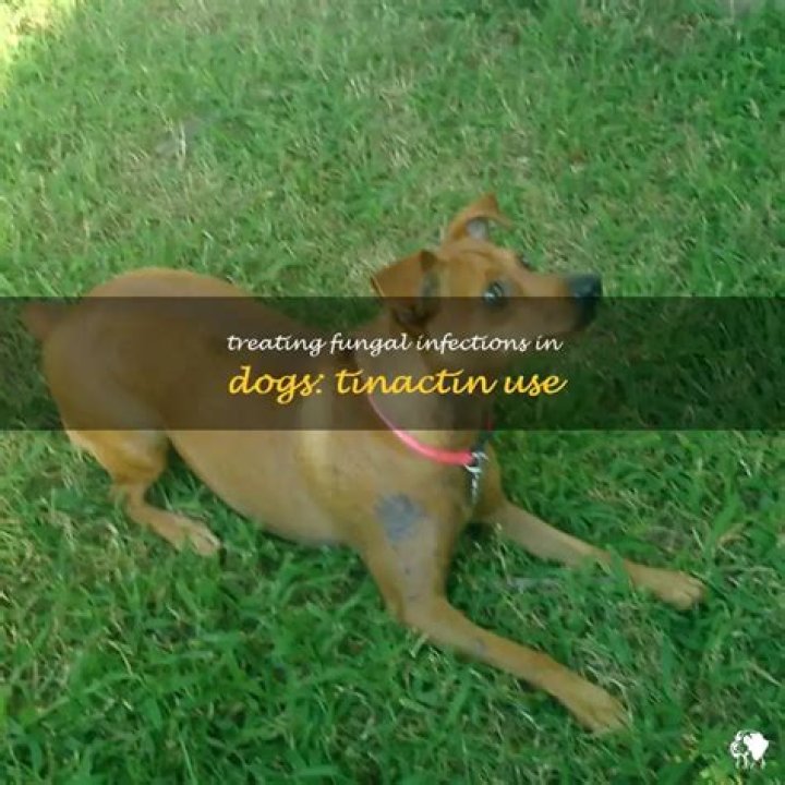 Question: Can I Use Tinactin On Dog