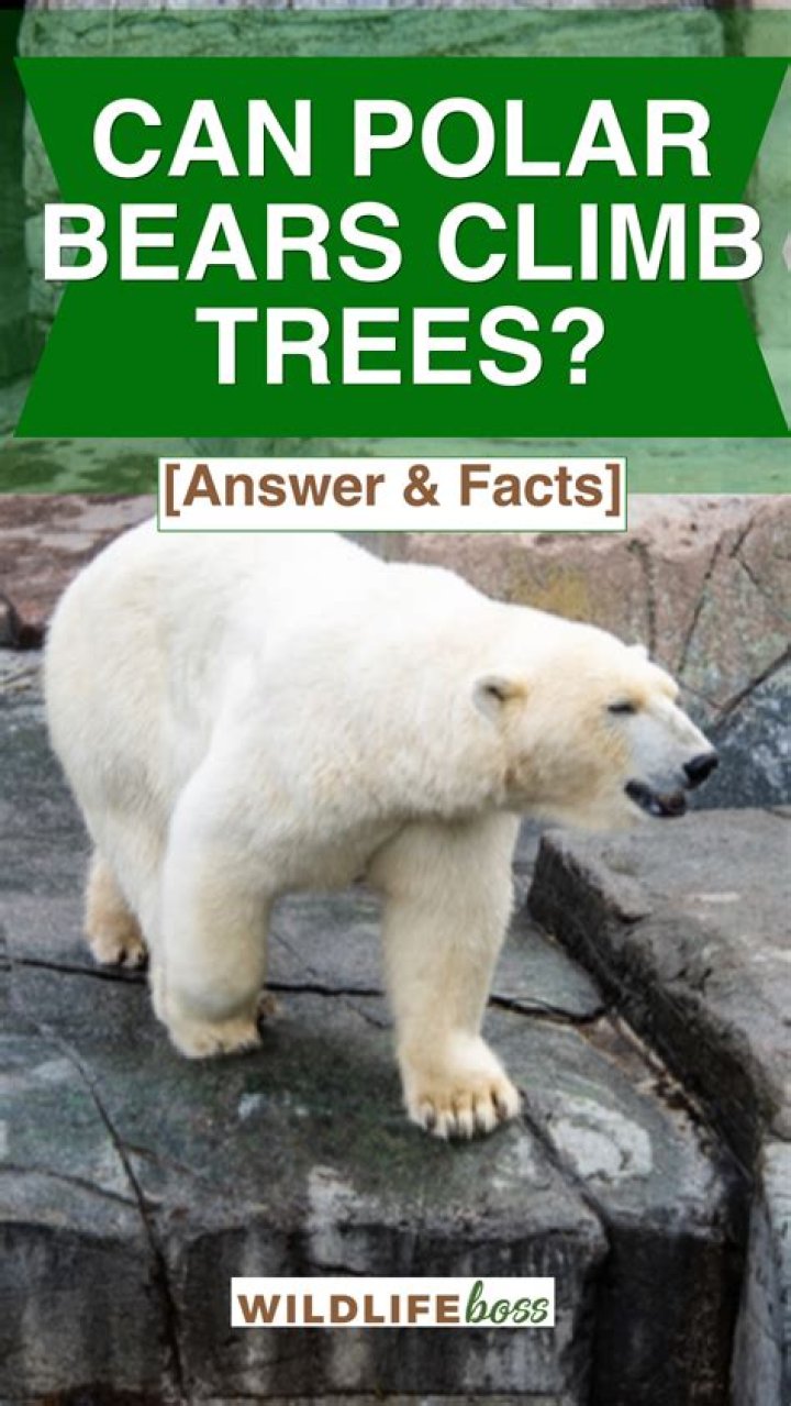 Question: Can Polar Bears Climb Trees