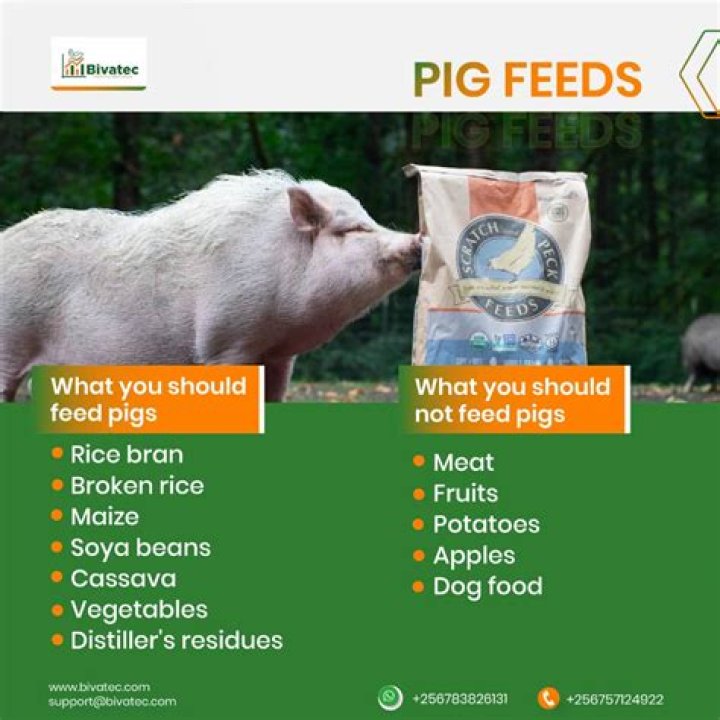 Question: Can You Give Pigs Dog Food