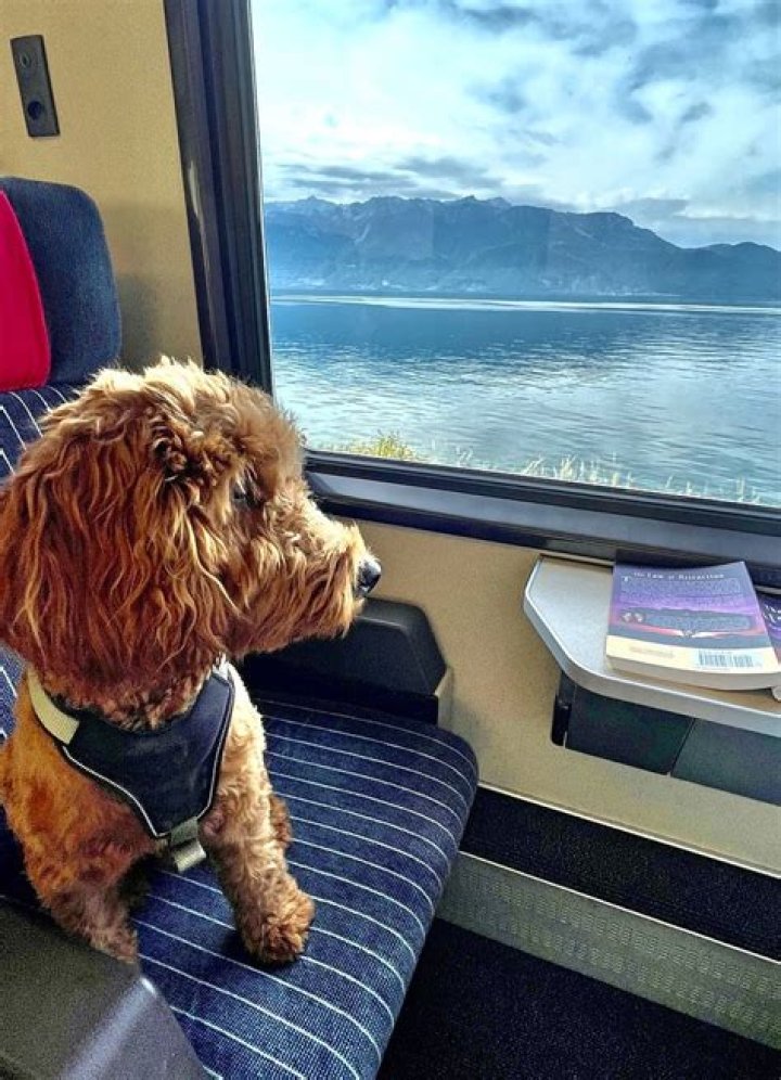 Question: Can You Take Dogs On Lirr