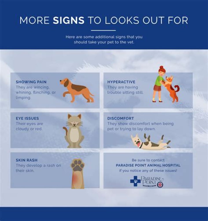 Question: Can You Take Your Dog To The Vet Without Papers