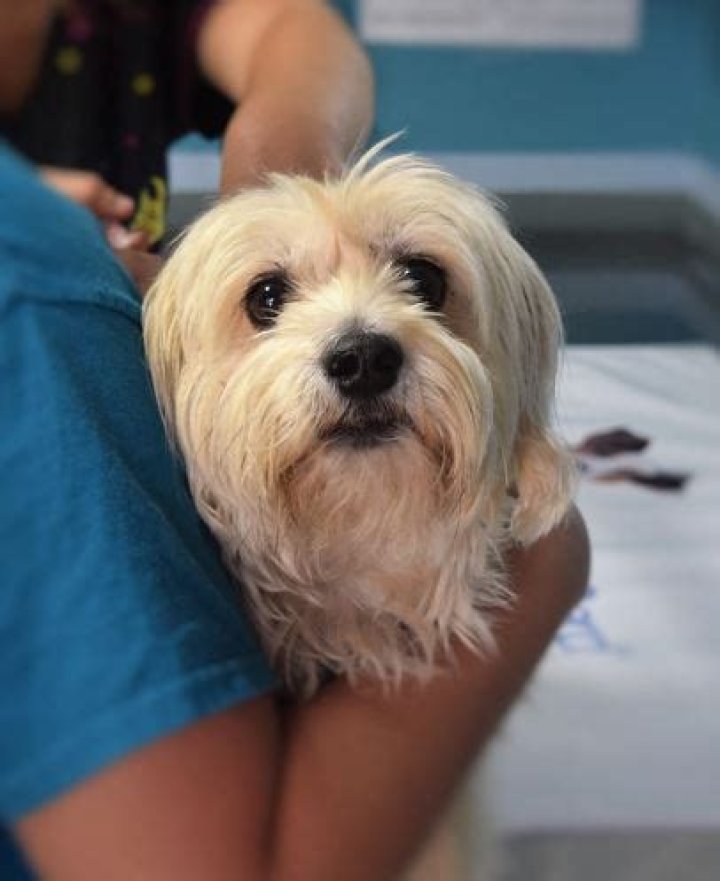 Question: Can You Use A Human Epipen On A Dog