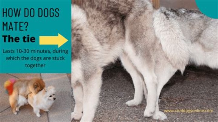 Question: Do Female Dogs Like To Mate