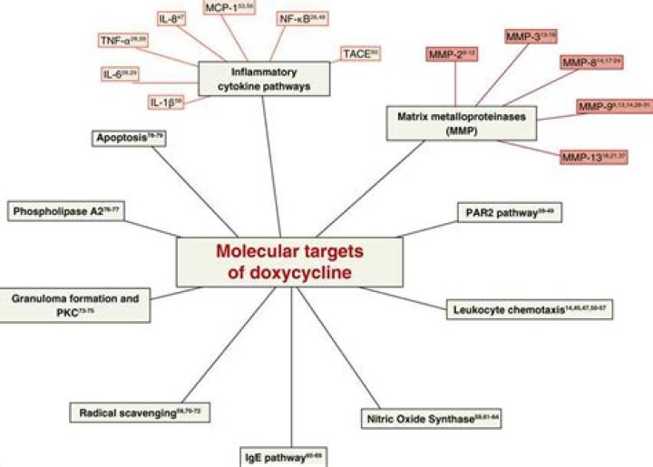Question: Does Doxycycline Cause Menstrual Cycle