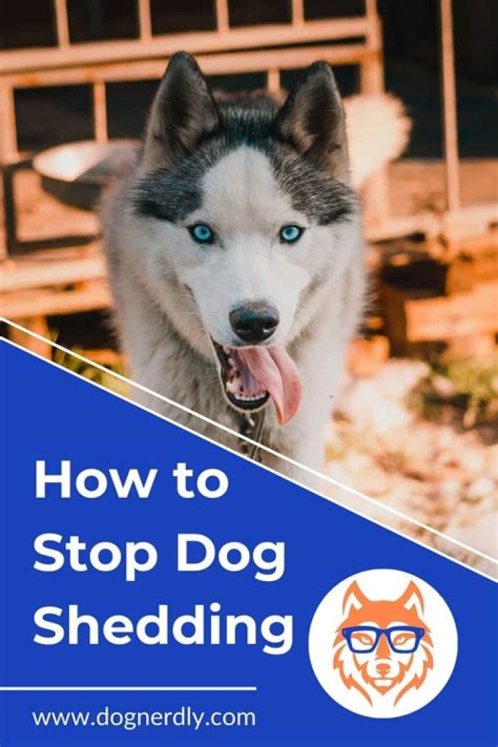 Question: Does Molasses Stop Dog Shedding